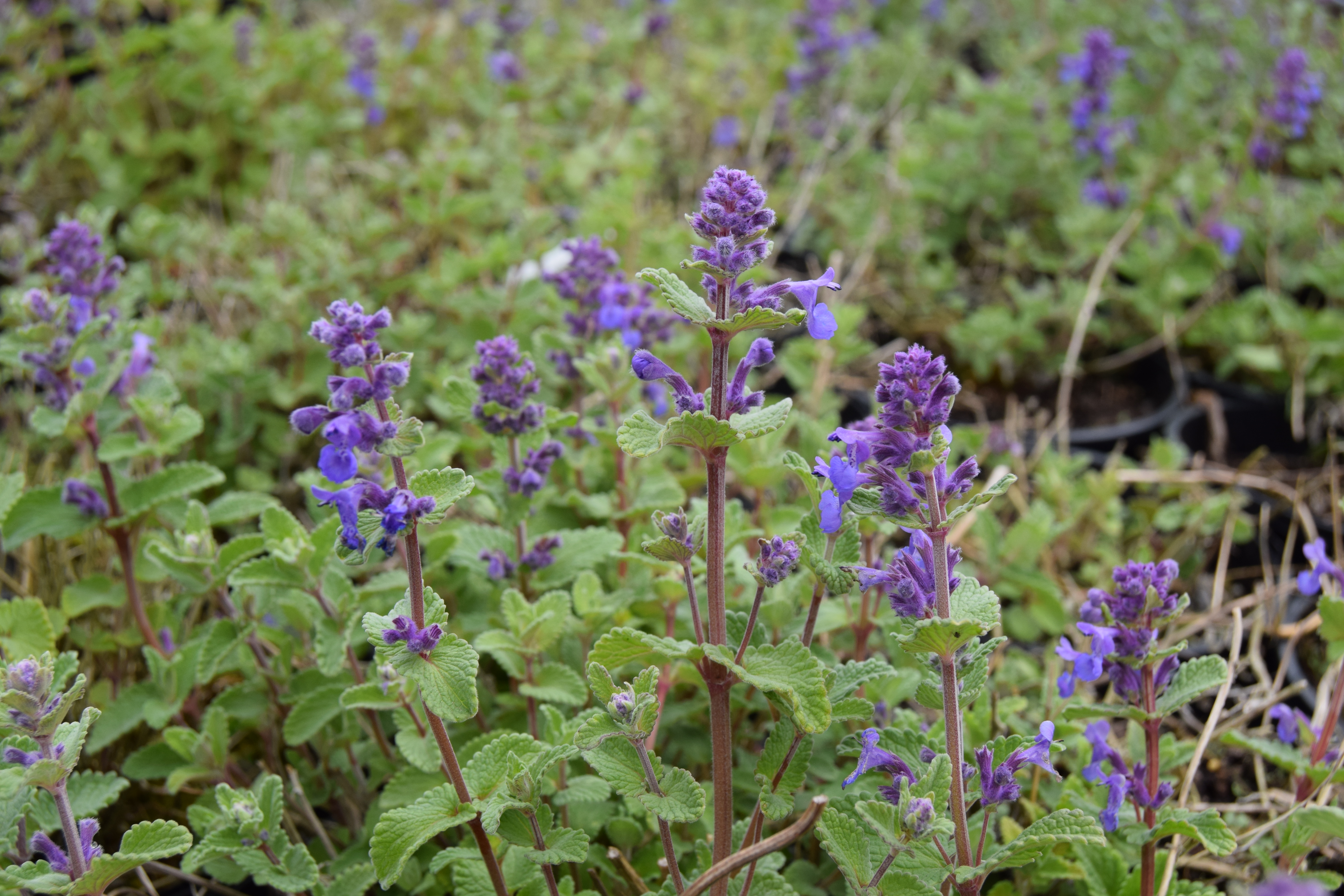 Nepeta racemosa
